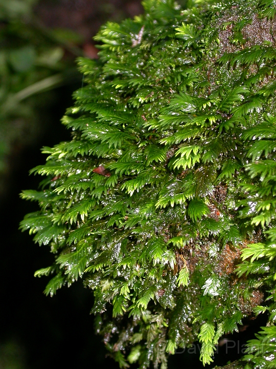 Fissidens taxifolius - A.jpg - Fissidens taxifolius - Somerset